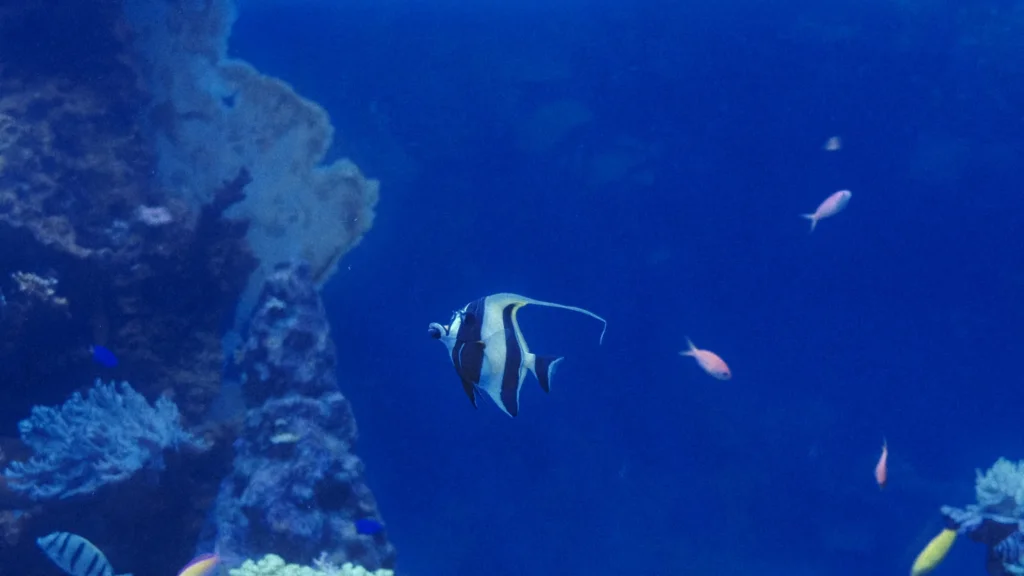 Poisson-idole des Maures rayé de jaune et de noir devant un récif, Art Aquarium Museum, Ginza, Tokyo