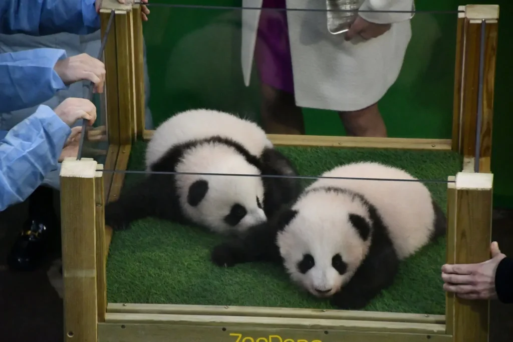 Ceremonie nom bebes panda zoo beauval gros plan