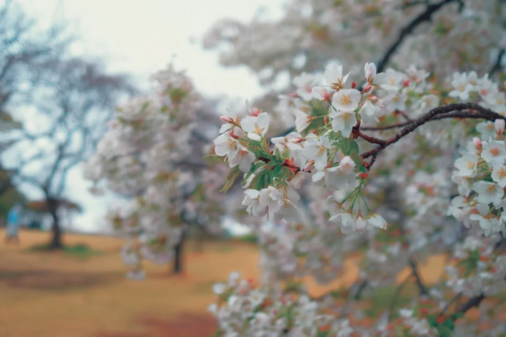 Branche de cerisier en fleurs en gros plan avec arrière-plan flou d'arbres dans un parc, Japon