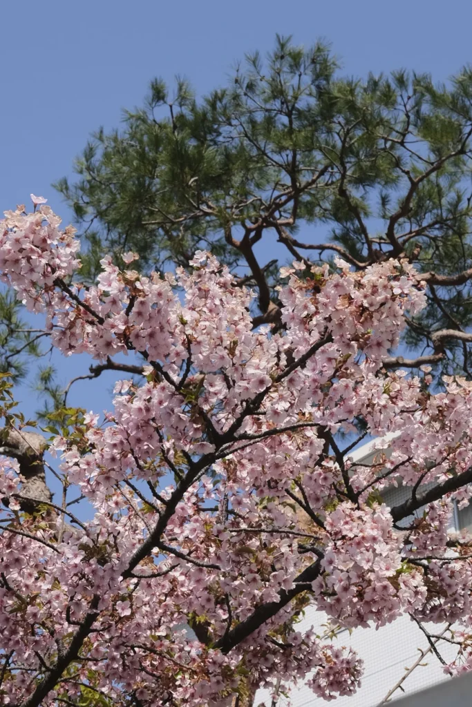Cerisiers en fleurs en gros plan, pétales roses et branches sombres, Sakura-jingū, Tokyo
