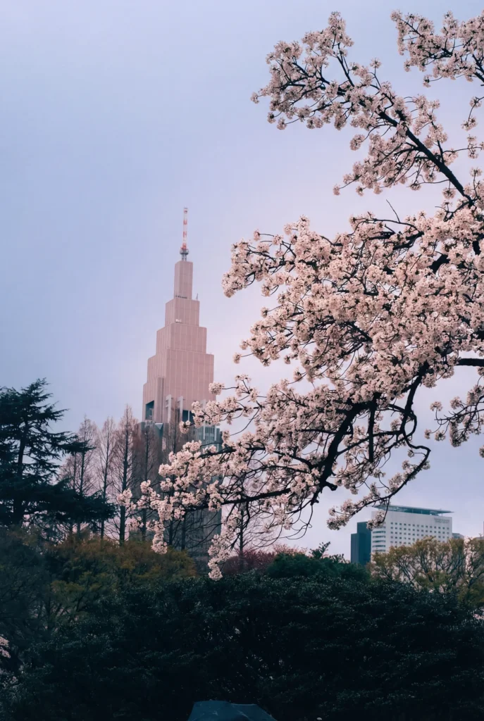 Branches de cerisiers en fleurs devant la tour Docomo, Shinjuku, Tokyo