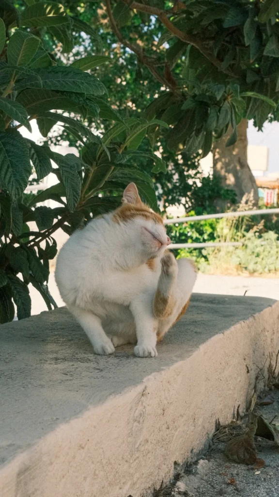 Chat blanc et roux assis sur un muret sous un arbre, se toilettant, à Archangelos, Rhodes
