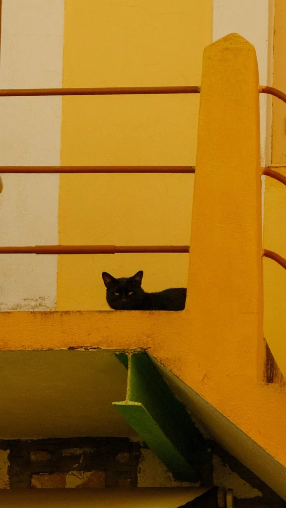 Chat noir allongé sur un rebord jaune, entre rampes et marches, à Lindos, Rhodes