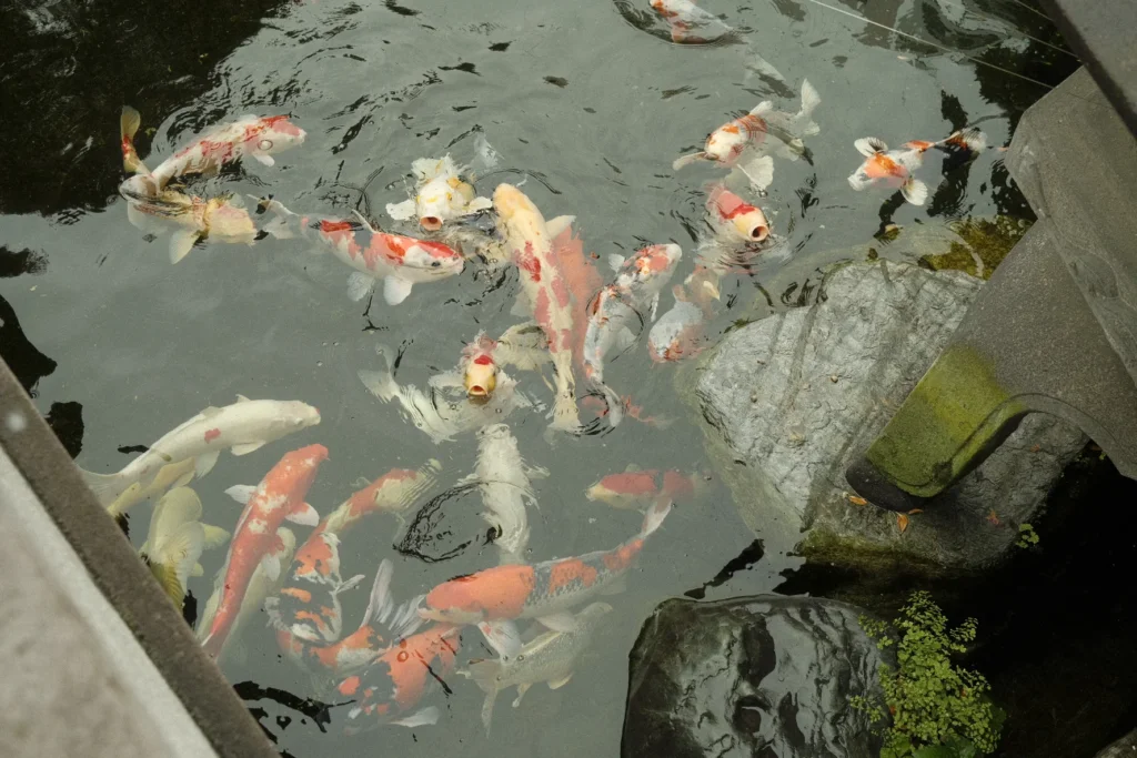 Carpes koï orange et blanches nageant dans un bassin de jardin, quartier de Shiba, Tokyo