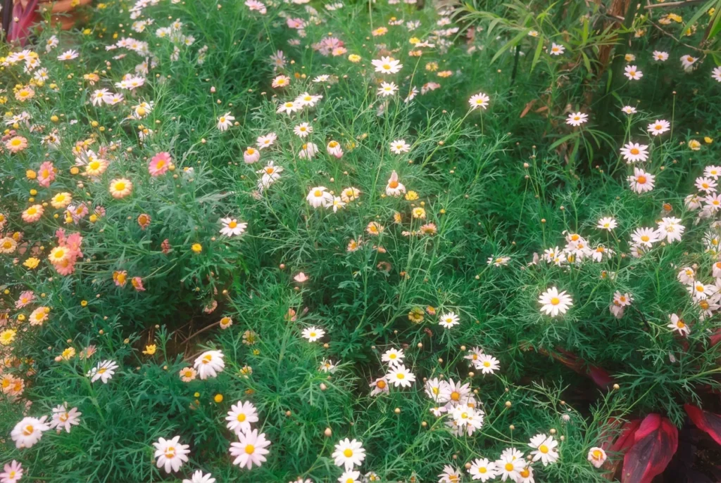 Parterre de marguerites blanches, roses et jaunes au bord de la route des cinq lacs, Japon