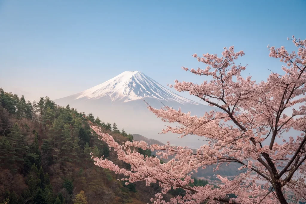 Mont Fuji enneigé au-dessus d'une forêt de pins, avec un cerisier en fleurs au premier plan, Tenku no Torii, Fujikawaguchiko
