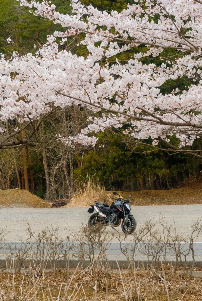 Moto noire garée au bord d'une route sous des branches de cerisiers en fleurs, route des cinq lacs, Japon