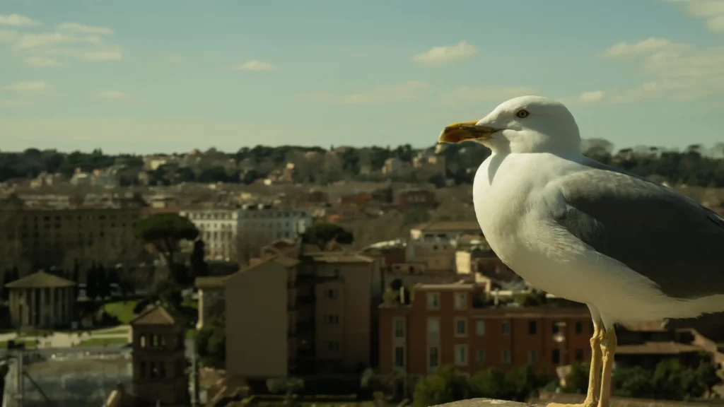 Portrait rapproche d'une mouette au premier plan, floue en arriere-plan la ville de Rome avec ses toits et sa colline boisee