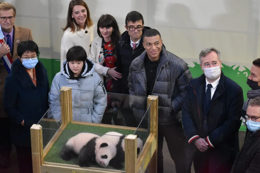 Personnalités et officiels réunis autour d'un enclos vitré présentant deux bébés pandas au Zoo Parc de Beauval