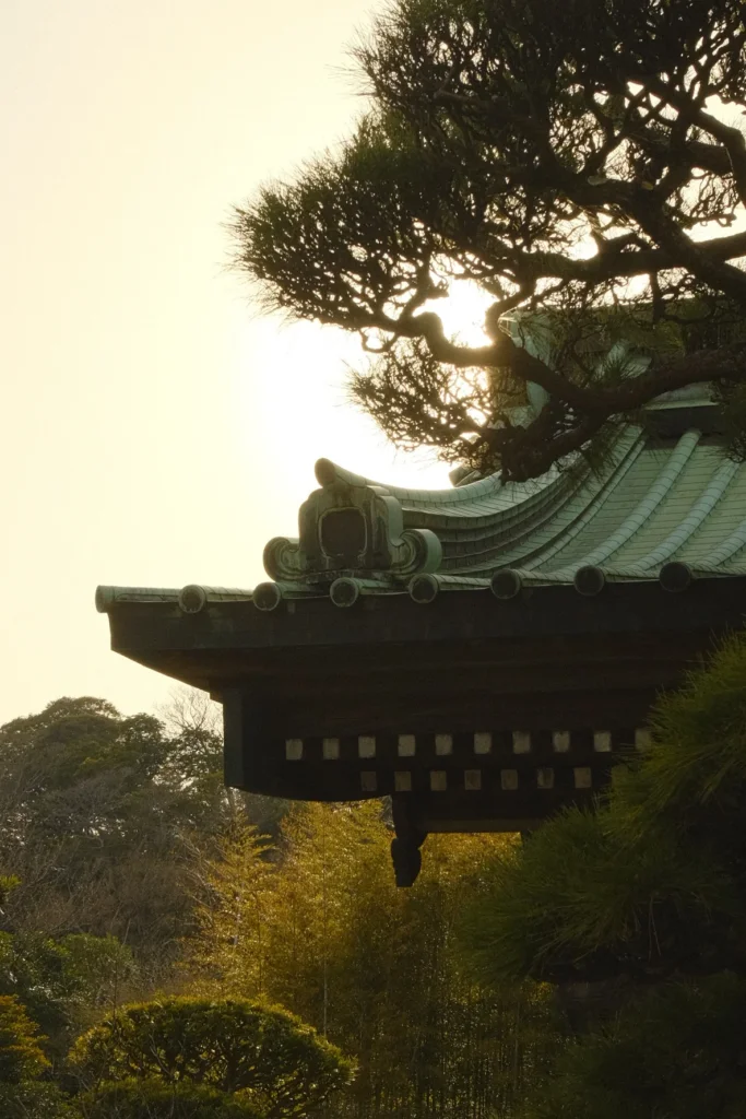 Toit de tuiles d'un temple et branches de pin à contre-jour au coucher du soleil, Kamakura